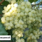 Prepoznatljive karakteristike dugo očekivanog grožđa od drugih sort...